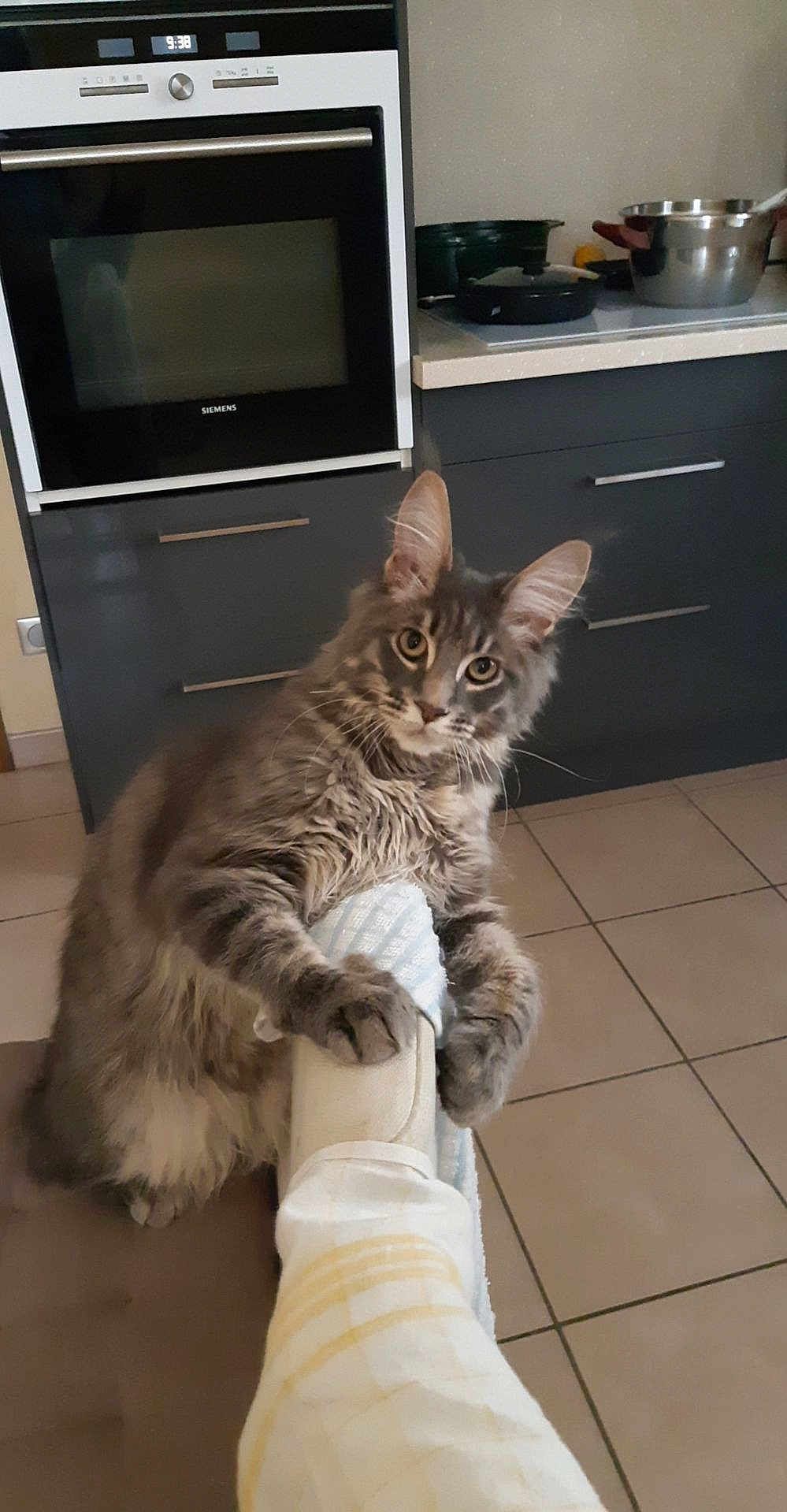 Siby a rejoint le concours — aidez-le/la à gagner de superbes lots ! cat, gray_tabby, kitten, paw, foot, sock, kitchen, oven, tile_floor, cabinet, domestic, pet, cute, feline, claw, curious, indoor, fur, whiskers, animal