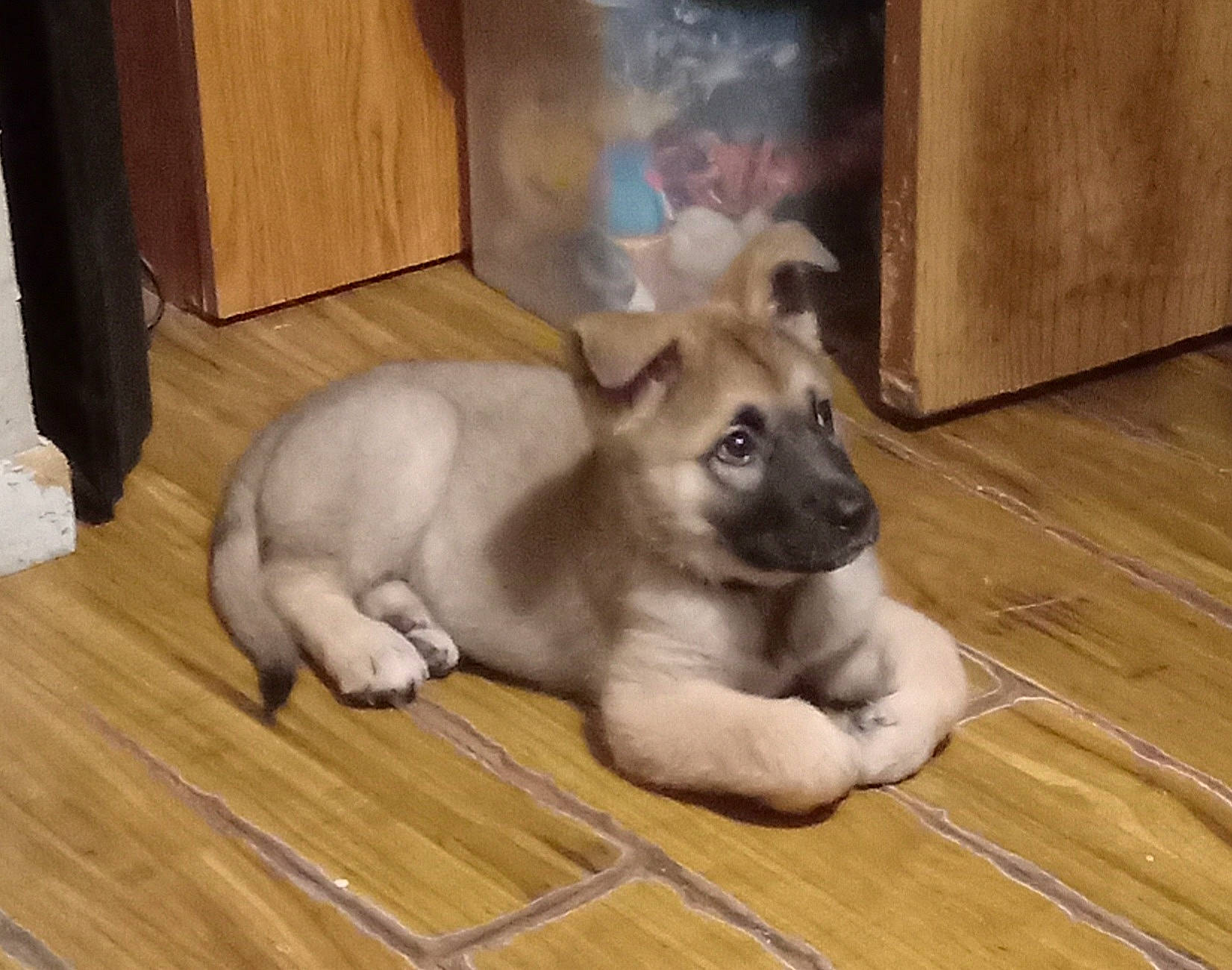 Kota joined the competition — help win amazing prizes! carnivore, comfort, companion_dog, dog, dog_breed, dog_supply, fawn, floor, flooring, hardwood, laminate_flooring, plank, snout, tail, toy_dog, varnish, wood, wood_flooring, wood_stain, working_animal