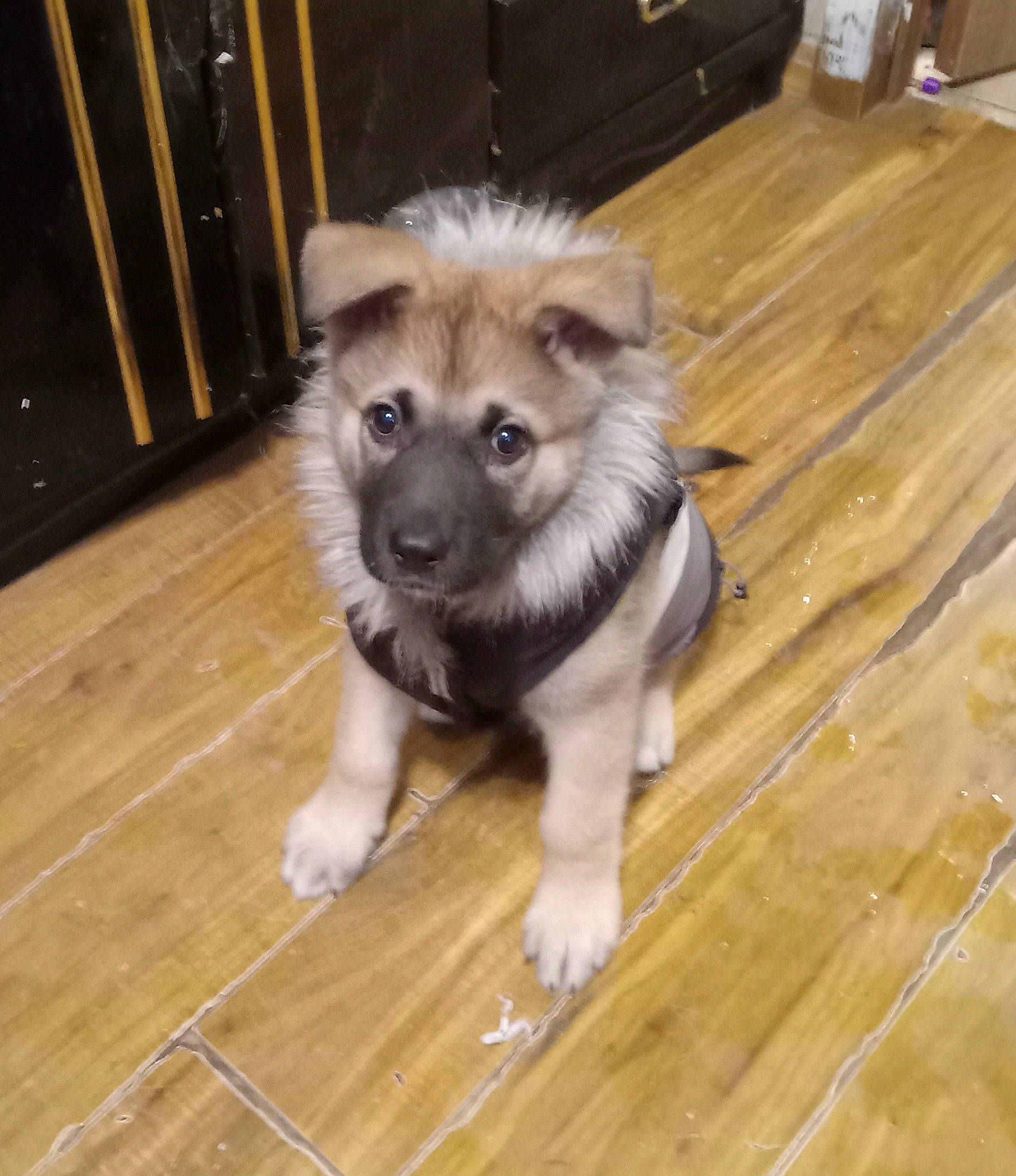 Kota joined the competition — help win amazing prizes! canidae, carnivore, companion_dog, dog, dog_breed, fawn, floor, flooring, fur, hardwood, laminate_flooring, plank, snout, sporting_group, terrestrial_animal, varnish, whiskers, wood, wood_flooring, wood_stain