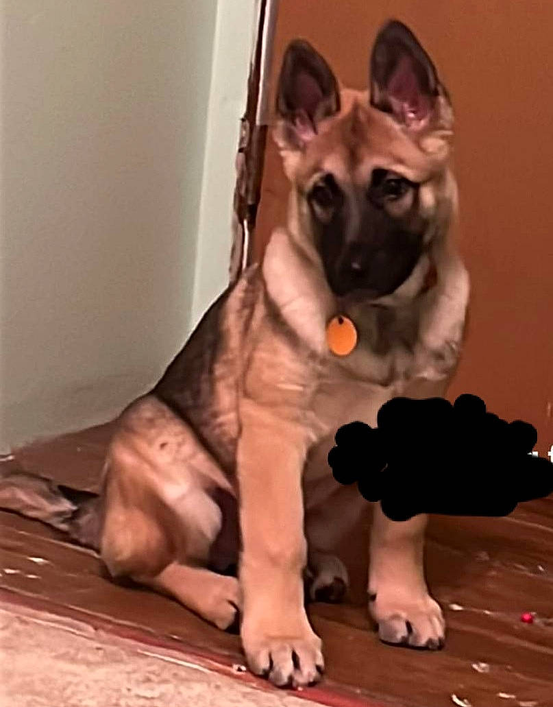 Kota is registered to the contest to win money with this photo: canidae, carnivore, companion_dog, dog, dog_breed, dog_collar, fawn, flooring, foot, fur, paw, pet_supply, snout, sporting_group, tail, terrestrial_animal, toy_dog, whiskers, wood, working_animal