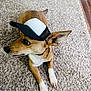 Joey is registered to the contest to win money with this photo: dog, pet, canine, hat, cap, brown, white_paws, carpet, floor, indoor, ears, looking_away, laying_down, fur, small_dog, cute, animal, domestic, portrait, side_view