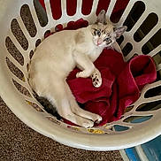 Baby Monge joined the competition — help win amazing prizes! animal, blue_eyes, carpet, cat, cozy, curious, domestic, ears, feline, fur, home, indoor, laundry_basket, looking, paw, pet, red_towel, relaxed, resting, white