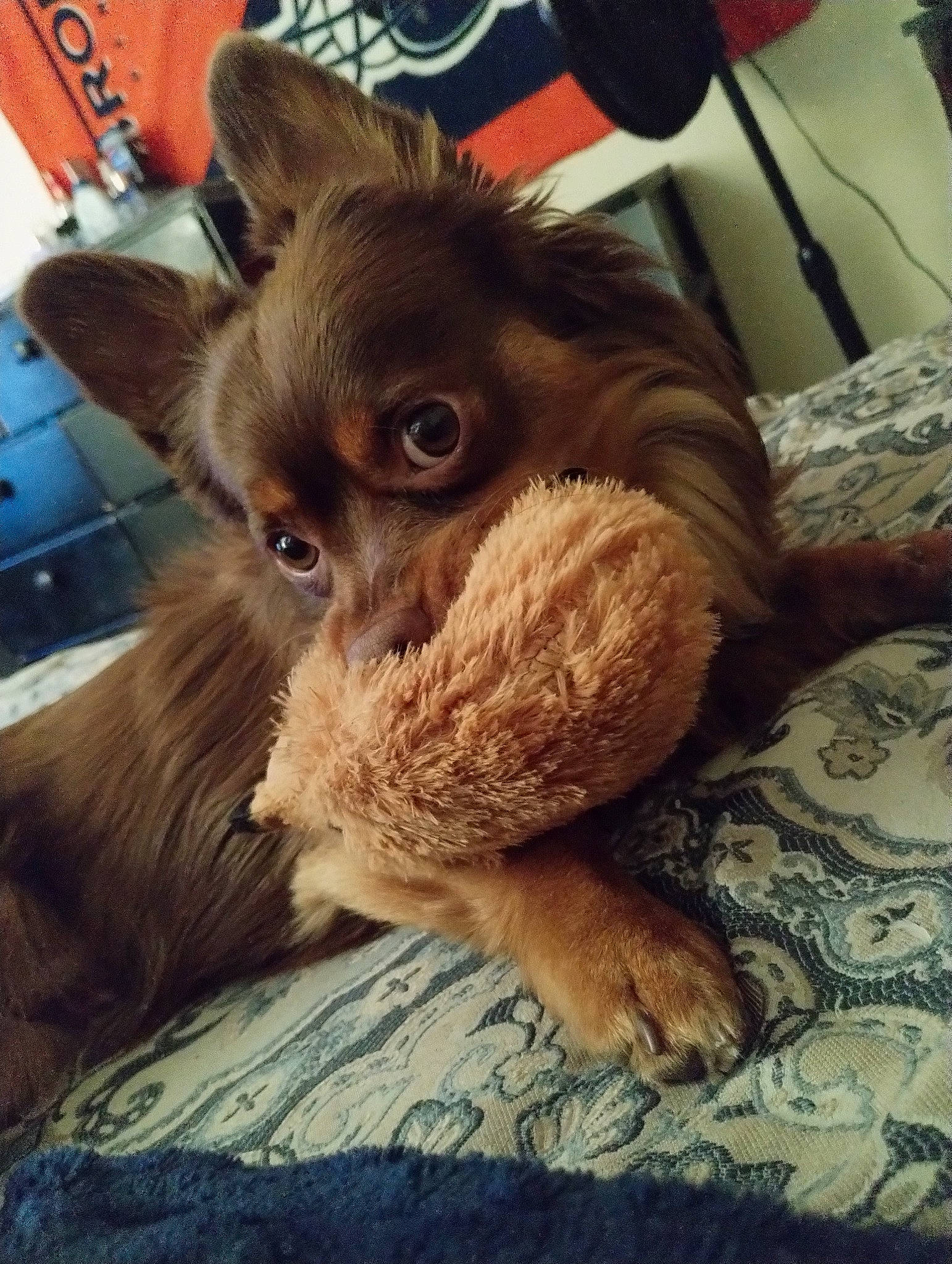 Koby joined the competition — help win amazing prizes! canidae, carnivore, comfort, companion_dog, corgi_chihuahua, dog, dog_breed, ear, fawn, fur, liver, paw, snout, sporting_group, terrestrial_animal, toy_dog, whiskers, wood, working_animal