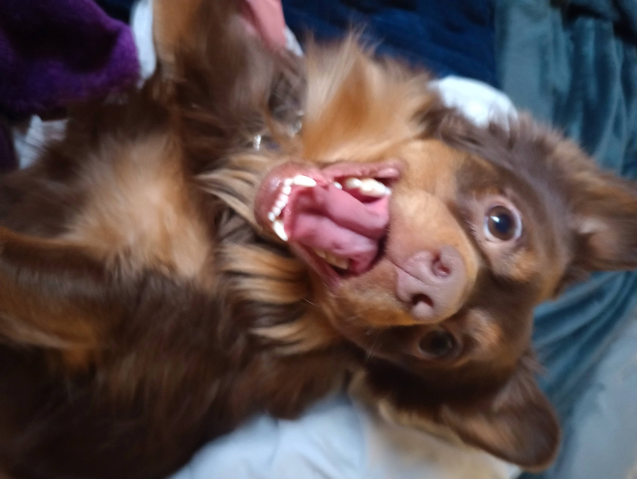 Koby is registered to the contest to win money with this photo: canidae, carnivore, claw, close_up, companion_dog, dog_breed, ear, fawn, felidae, fur, gesture, happy, liver, paw, small_to_medium_sized_cats, snout, spaniel, sporting_group, toy, whiskers