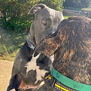 Blu And Mercy is registered to the contest to win money with this photo: animal, backyard, black_and_white_dog, brown_dog, canine, closeup, collar, daylight, dog, dogs, ears, fur, grass, green_collar, house, intense_look, outdoor, pet, staring, sunny
