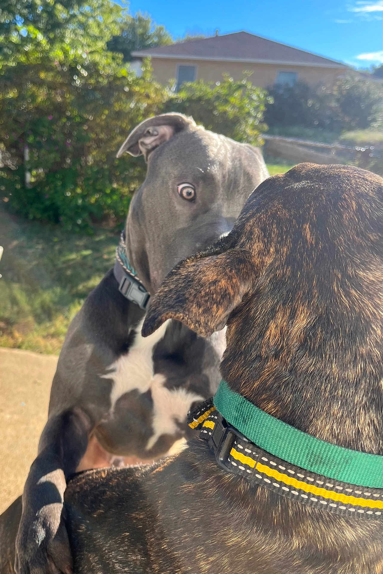 Blu And Mercy is registered to the contest to win money with this photo: animal, backyard, black_and_white_dog, brown_dog, canine, closeup, collar, daylight, dog, dogs, ears, fur, grass, green_collar, house, intense_look, outdoor, pet, staring, sunny