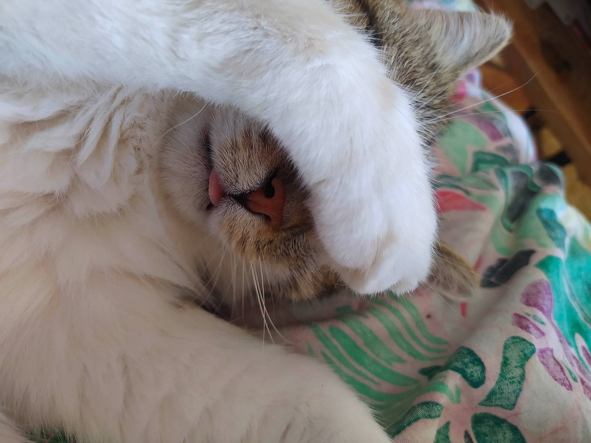 Hyros participe au concours pour gagner de l'argent avec cette photo : carnivore, cat, claw, comfort, fang, fawn, felidae, fur, nap, paw, small_to_medium_sized_cats, snout, terrestrial_animal, whiskers