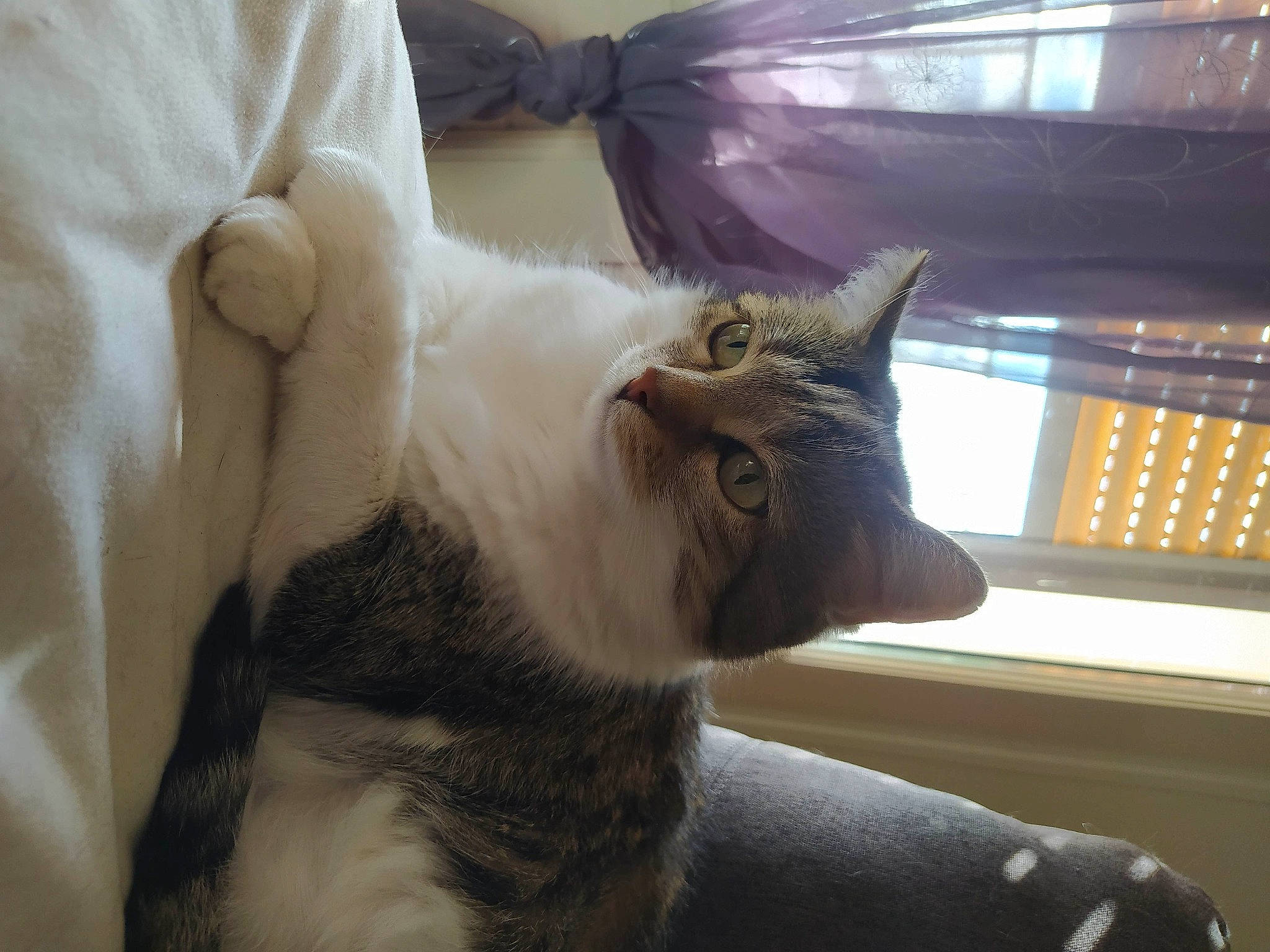 Hyros a rejoint le concours — aidez-le/la à gagner de superbes lots ! carnivore, cat, claw, comfort, domestic_short_haired_cat, ear, felidae, fur, gesture, paw, small_to_medium_sized_cats, snout, tail, whiskers, window