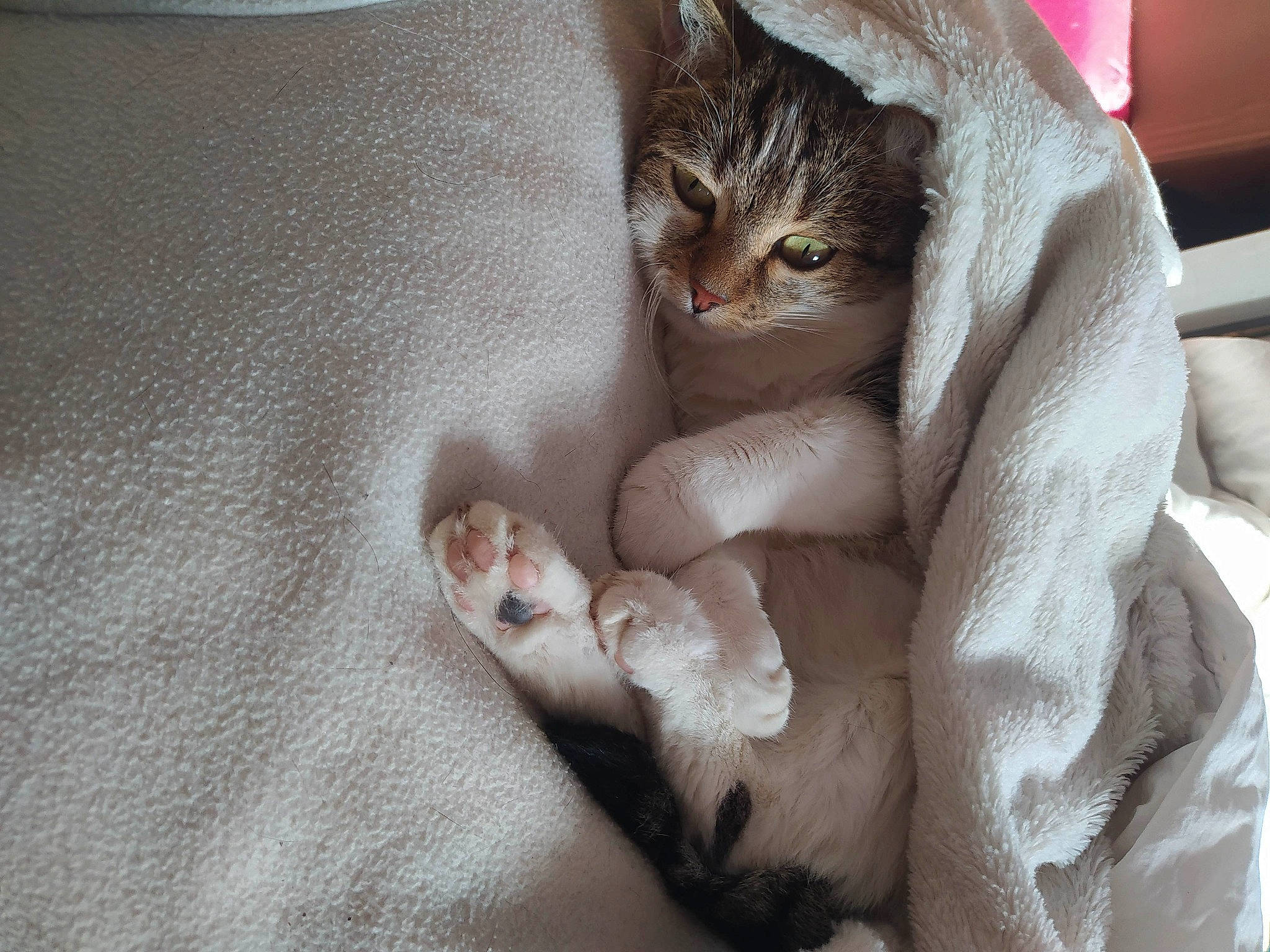 Hyros participe au concours pour gagner de l'argent avec cette photo : carnivore, cat, cat_bed, claw, comfort, domestic_short_haired_cat, fawn, felidae, foot, fur, grey, linens, nail, nap, paw, room, small_to_medium_sized_cats, tail, textile, whiskers