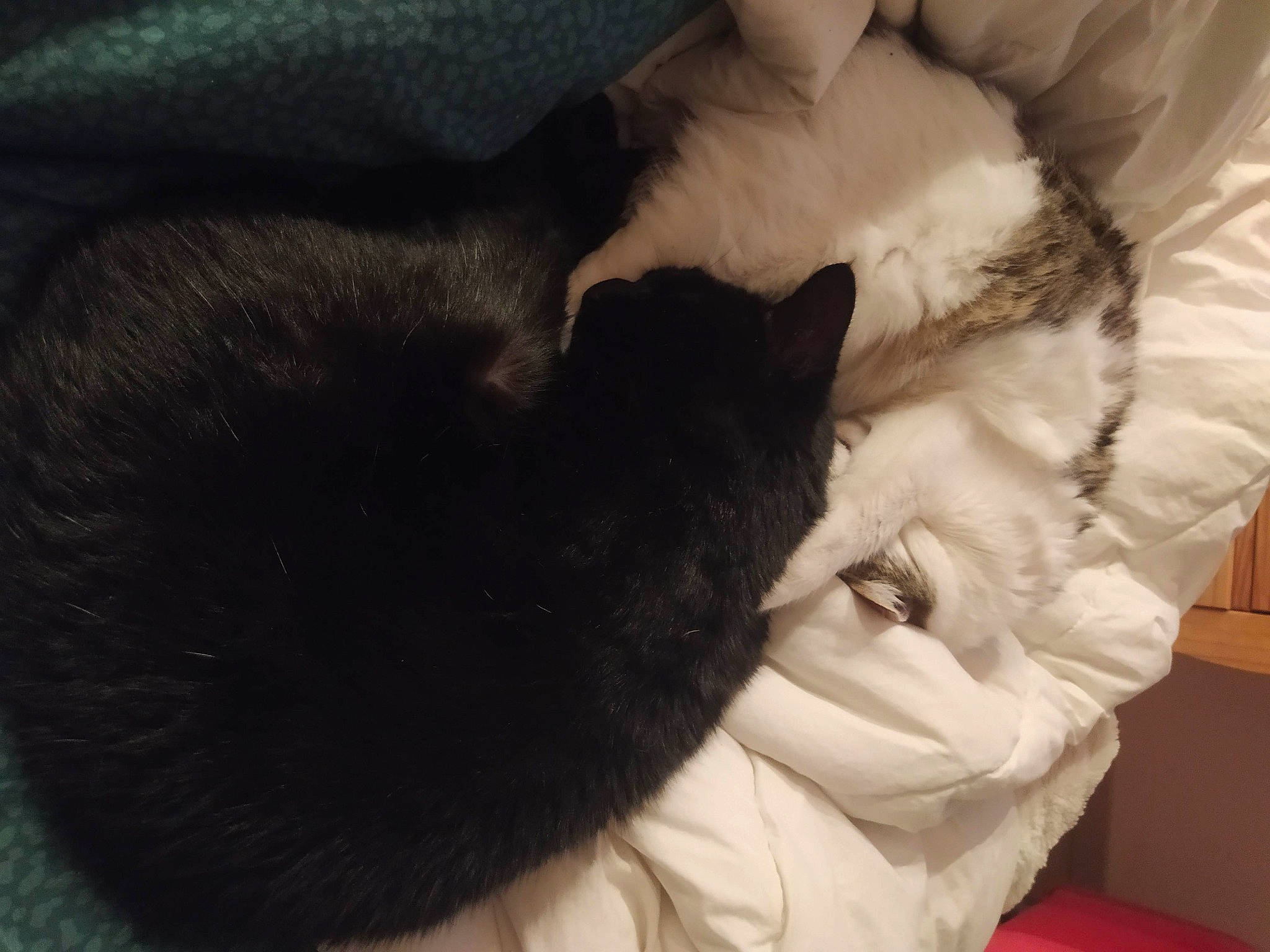 Mickey a rejoint le concours — aidez-le/la à gagner de superbes lots ! black_cat, canidae, carnivore, cat, claw, comfort, companion_dog, dog_breed, domestic_short_haired_cat, ear, felidae, fur, gesture, linens, paw, small_to_medium_sized_cats, snout, sporting_group, tail, whiskers