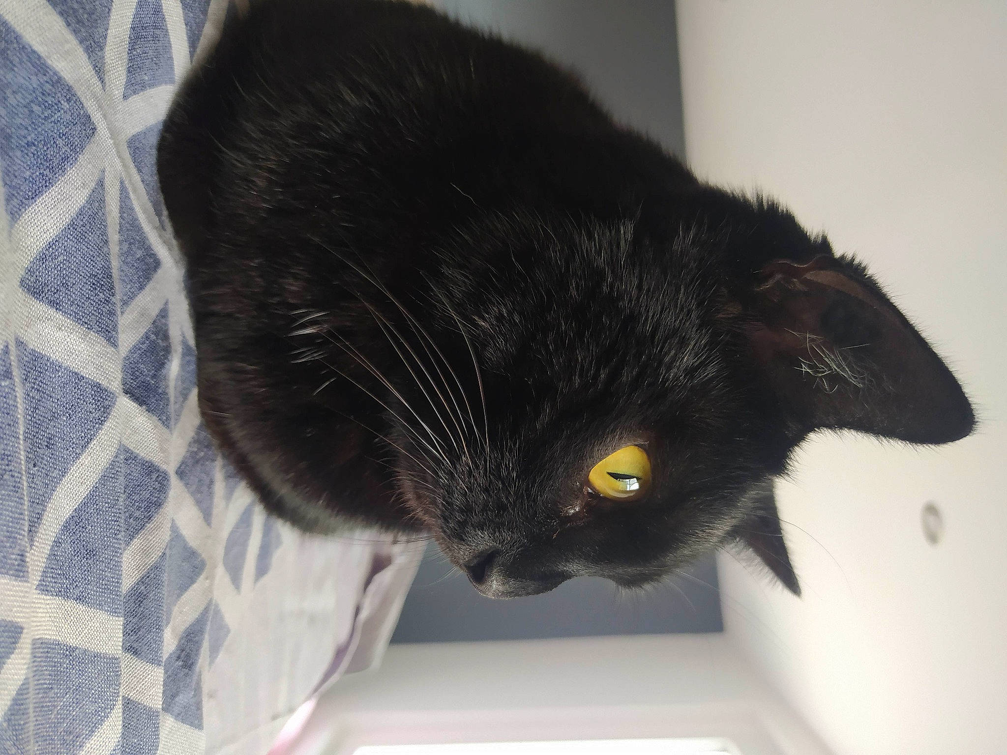 Mickey participe au concours pour gagner de l'argent avec cette photo : black_cat, bombay, carnivore, cat, claw, comfort, domestic_short_haired_cat, felidae, fur, small_to_medium_sized_cats, tail, terrestrial_animal, whiskers