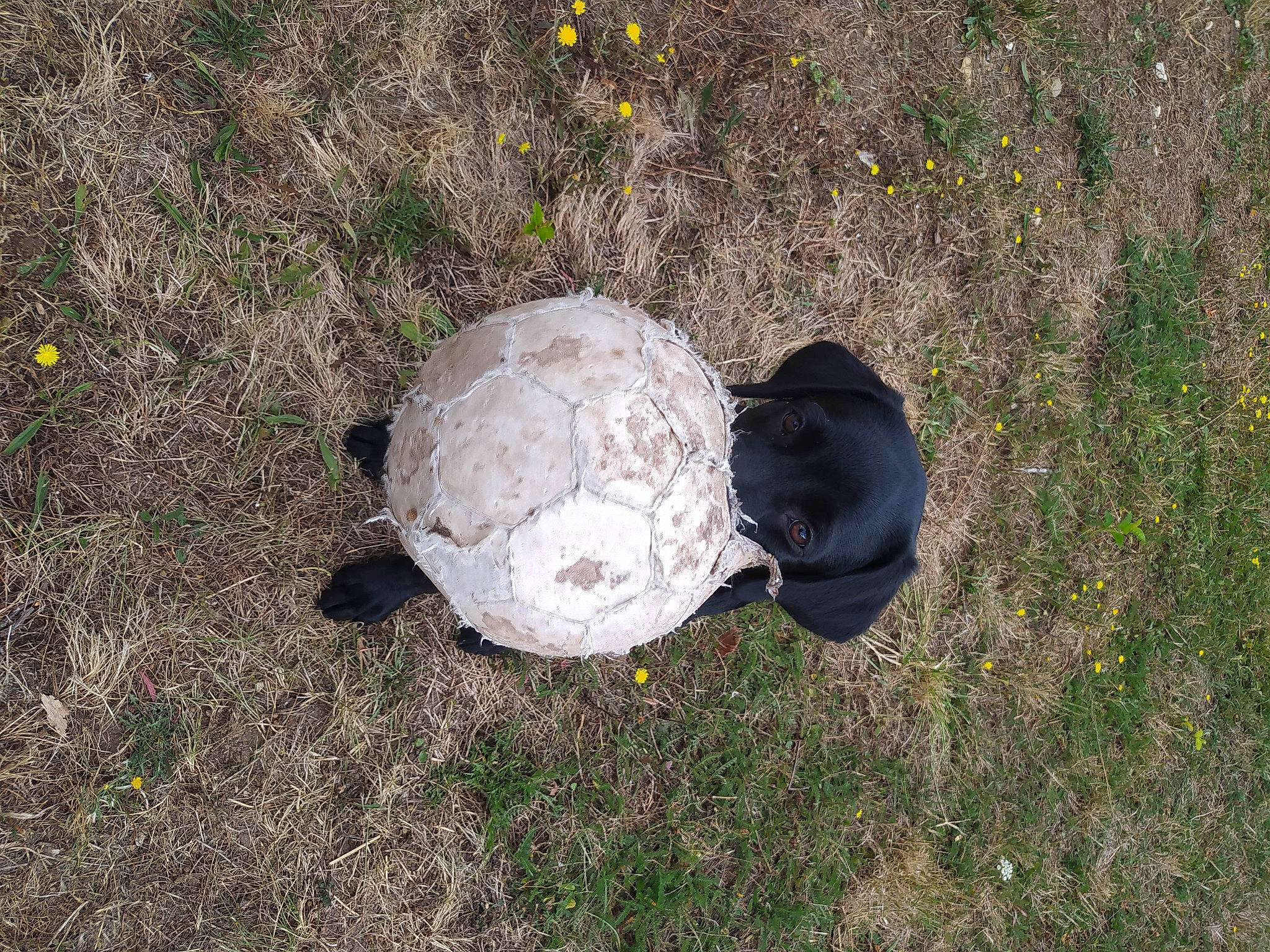 Uston participe au concours pour gagner de l'argent avec cette photo : automotive_tire, ball, circle, concrete, football, glove, grass, grass_family, groundcover, personal_protective_equipment, road_surface, rock, shadow, skull, soil, sphere, terrestrial_animal