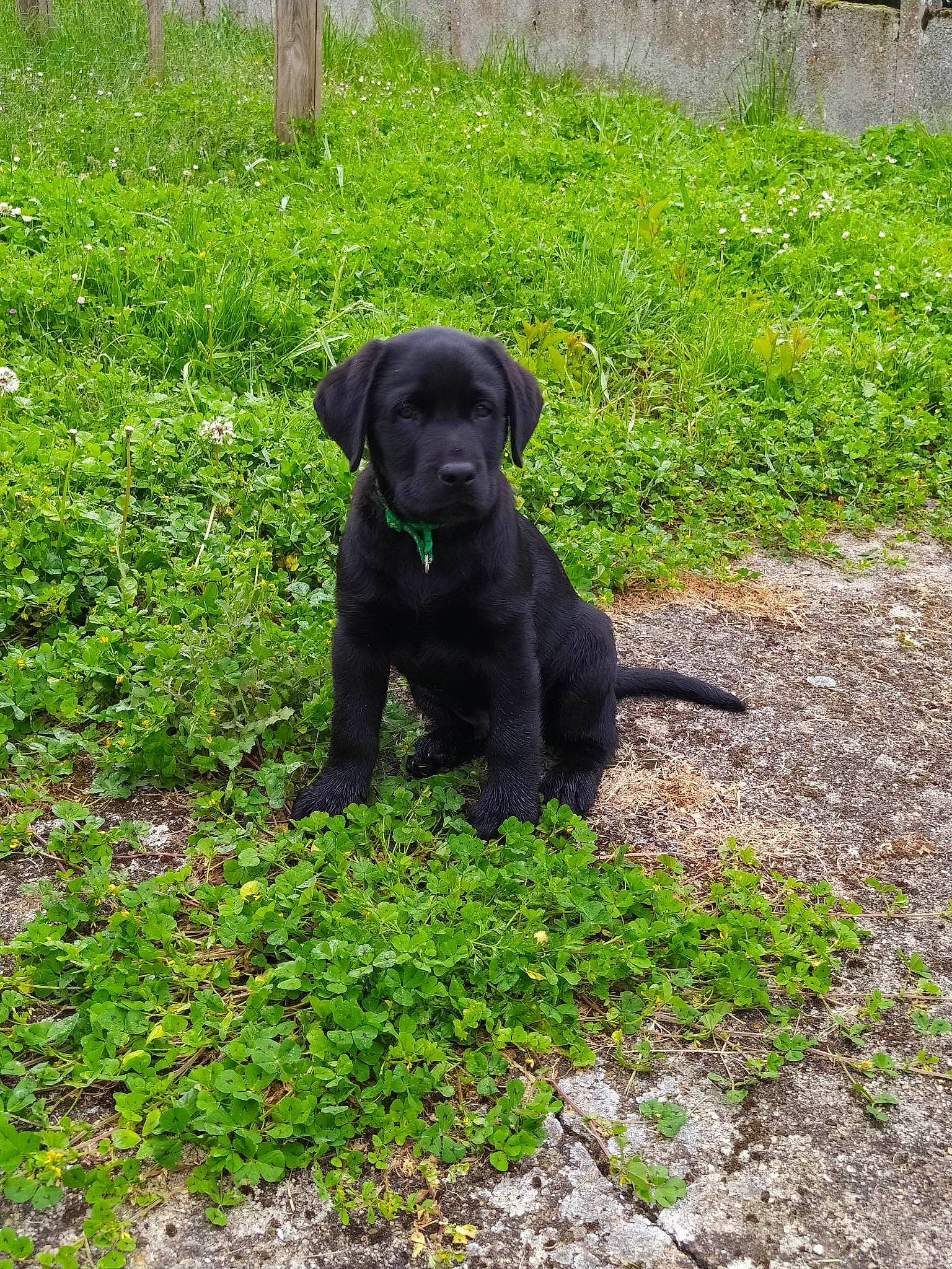 Uston a rejoint le concours — aidez-le/la à gagner de superbes lots ! annual_plant, borador, canidae, carnivore, companion_dog, dog, dog_breed, fawn, grass, grassland, groundcover, gun_dog, liver, plant, shrub, snout, sporting_group, tail, terrestrial_animal, working_animal