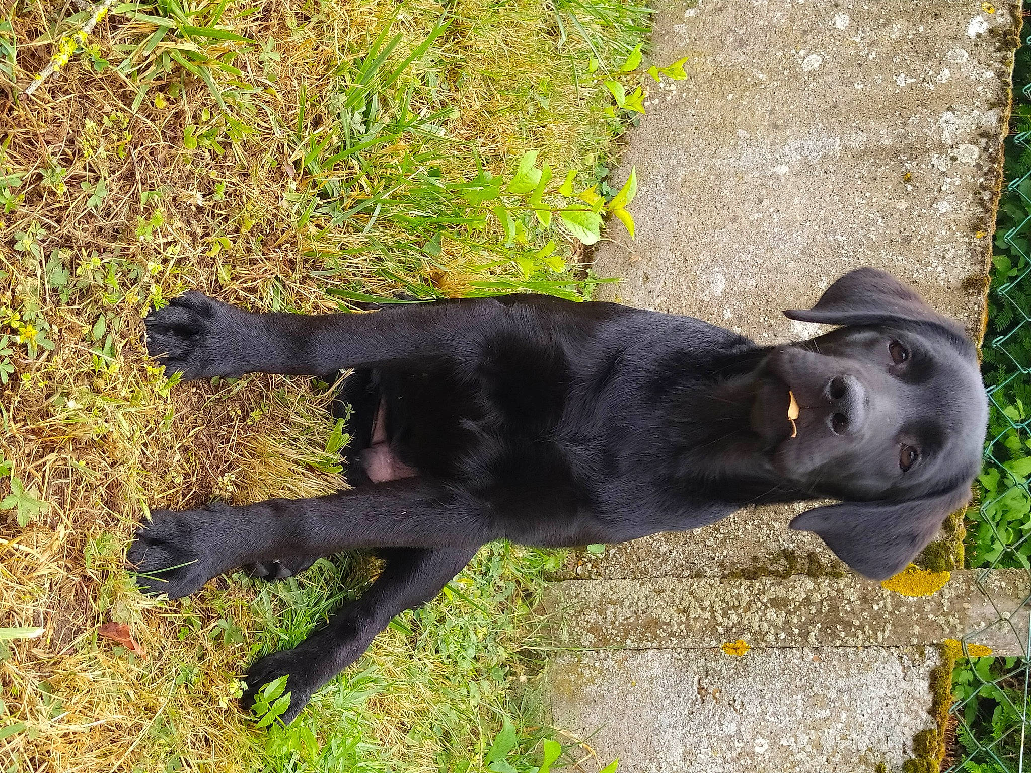 Uston participe au concours pour gagner de l'argent avec cette photo : borador, canidae, carnivore, companion_dog, dog, dog_breed, fur, grass, hunting_dog, plant, sculpture, shadow, snout, sporting_group, tail, terrestrial_animal, working_animal