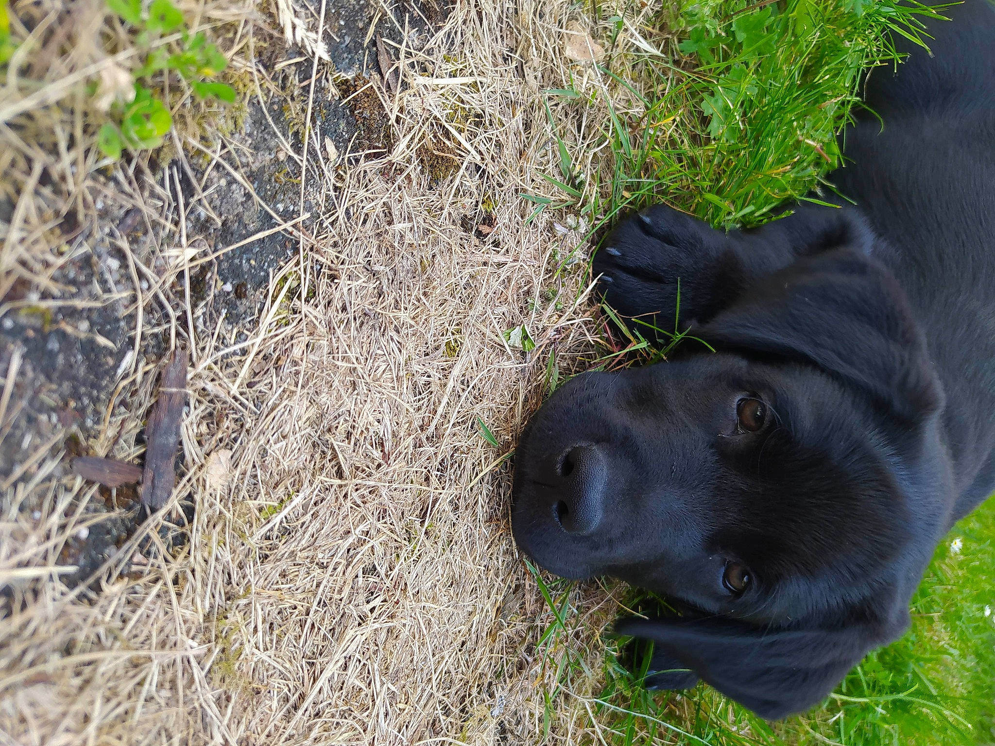 Uston participe au concours pour gagner de l'argent avec cette photo : borador, canidae, carnivore, companion_dog, dog, dog_breed, dog_collar, fur, grass, guard_dog, gun_dog, non_sporting_group, plant, pointing_breed, retriever, soil, sporting_group, terrestrial_animal, whiskers, working_animal