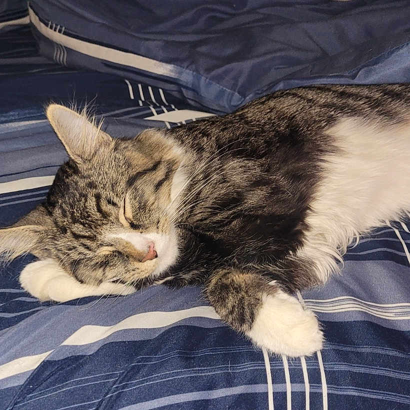 Baby is registered to the contest to win money with this photo: animal, bed, blanket, calm, cat, comfort, cozy, cute, domestic, feline, fur, indoor, paw, pet, relaxation, resting, sleeping, striped, tabby, whiskers