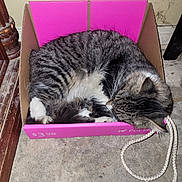 Baby is registered to the contest to win money with this photo: animal, cat, cozy, cute, domestic_animal, feline, floor, fur, indoor, pet_box, pink_box, relaxed, resting, rope, sleeping, small_space, striped, tabby, wall, whiskers