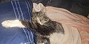 Baby joined the competition — help win amazing prizes! animal, blanket, cat, comfort, couch, cozy, cute, domestic, feline, fur, home, indoor, nap, paw, pet, relaxed, resting, sleeping, tabby, whiskers