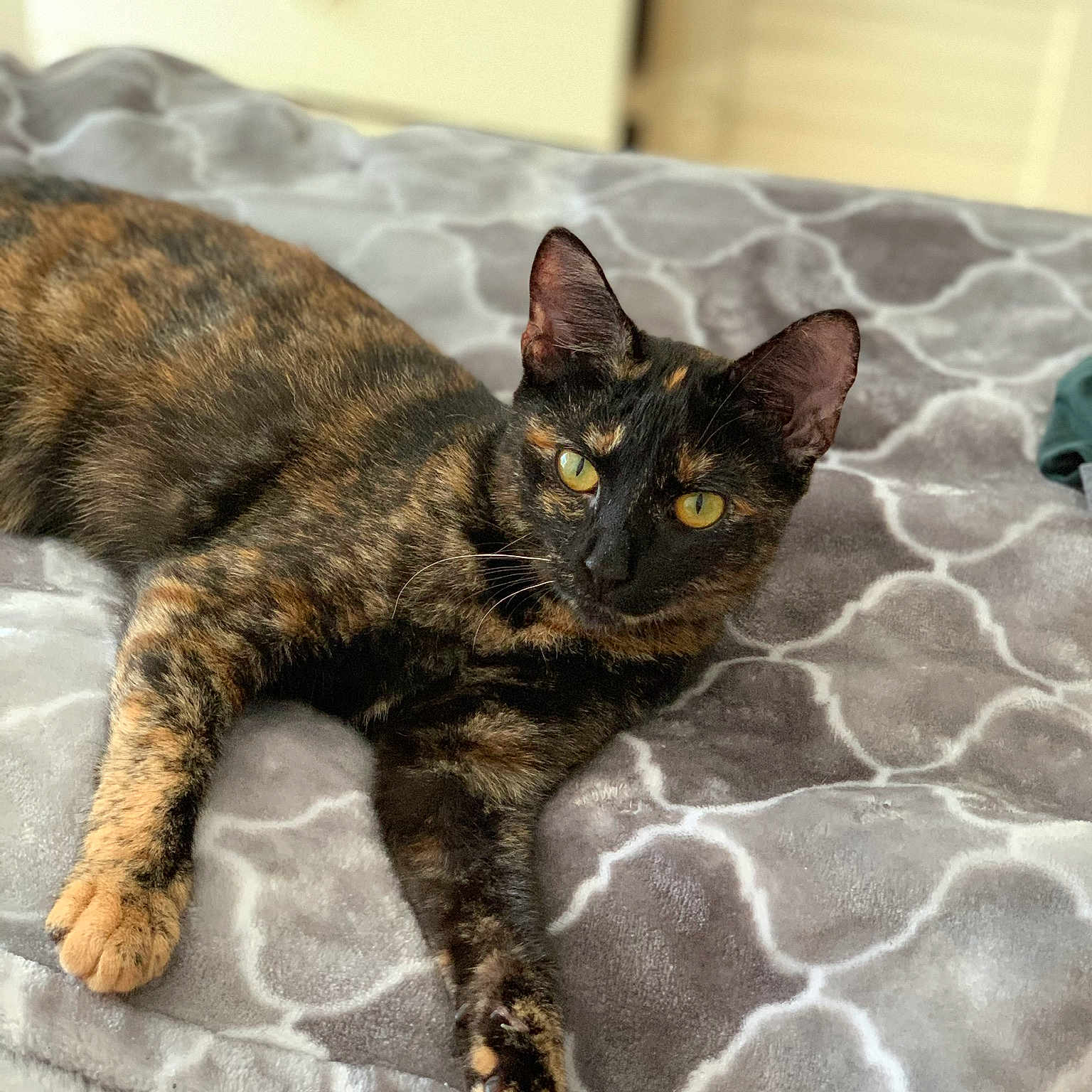 Lola is registered to the contest to win money with this photo: brown, carnivore, cat, claw, comfort, domestic_short_haired_cat, felidae, fur, paw, picture_frame, small_to_medium_sized_cats, snout, tail, terrestrial_animal, vertebrate, whiskers, wildlife