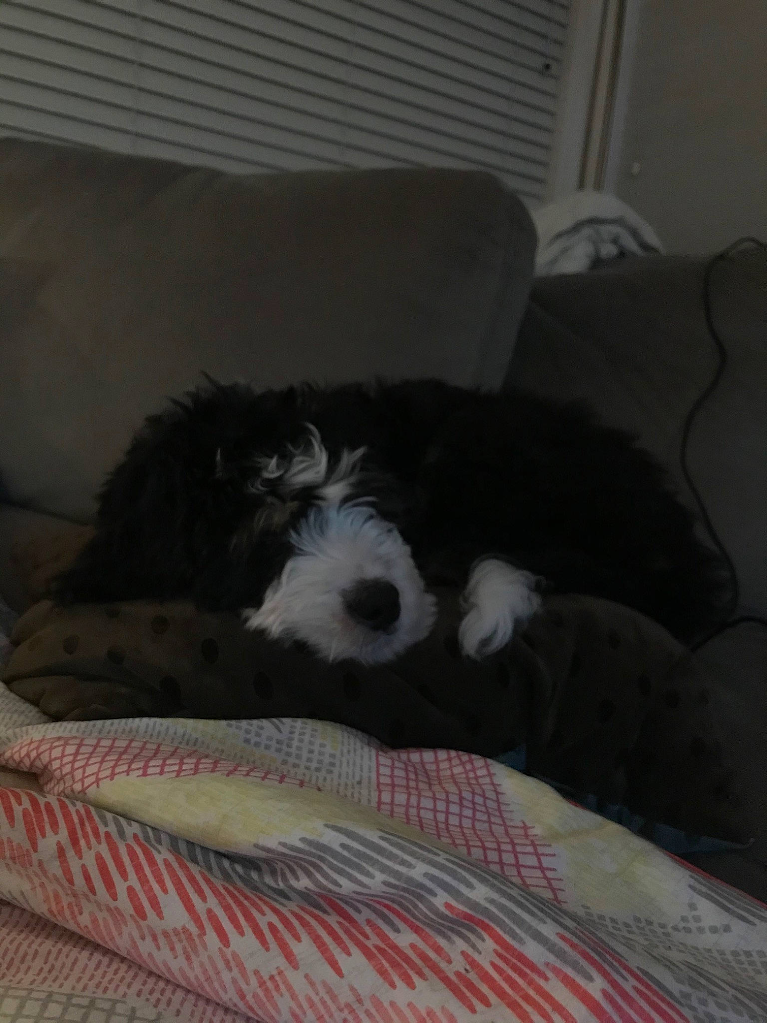 Kevin is registered to the contest to win money with this photo: bed, canidae, carnivore, cockapoo, companion_dog, dog, dog_breed, havanese, nap, non_sporting_group, nose, puppy, schnoodle, snout, sporting_group, tibetan_terrier, toy_dog