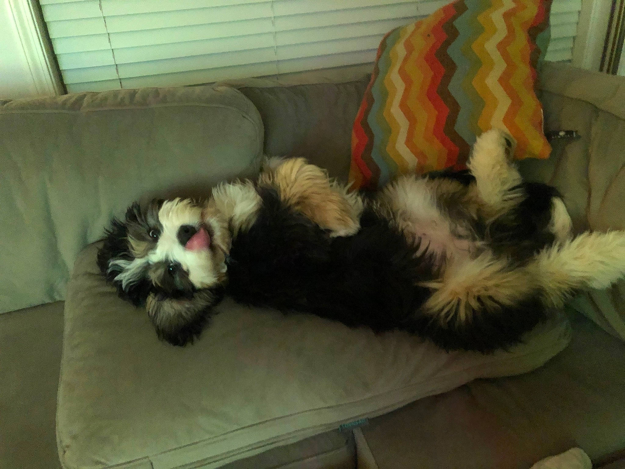 Kevin is registered to the contest to win money with this photo: canidae, carnivore, companion_dog, dog, dog_breed, fur, nap, paw, shih_tzu, tail, tibetan_terrier