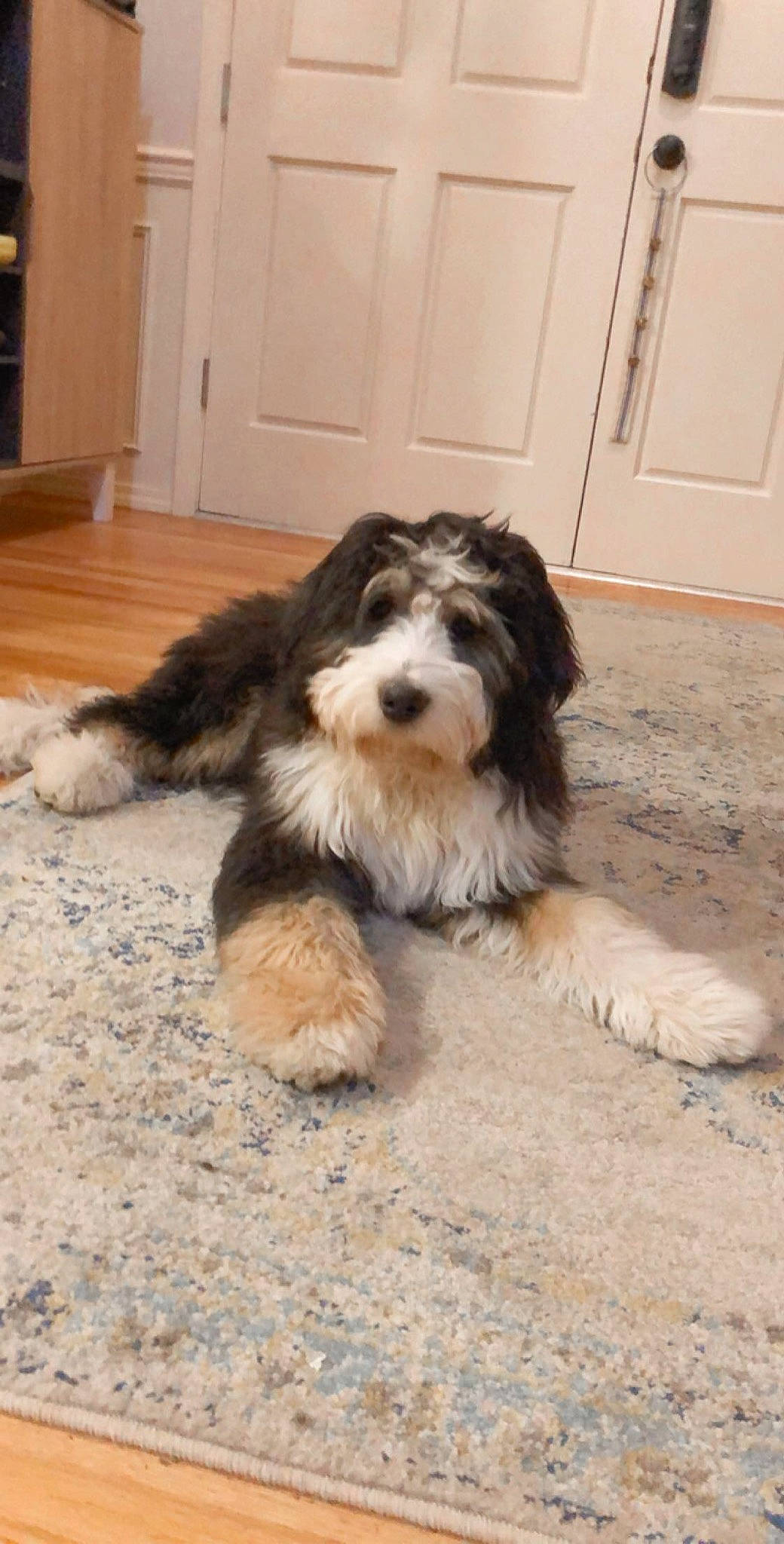 Kevin is registered to the contest to win money with this photo: bearded_collie, briquet_griffon_vendeen, canidae, carnivore, companion_dog, dog, dog_breed, havanese, kyi_leo, mammal, old_english_sheepdog, petit_basset_griffon_vendeen, polish_lowland_sheepdog, puppy, rare_breed_dog, romanian_mioritic_shepherd_dog, sapsali, sporting_group, tibetan_terrier, vertebrate