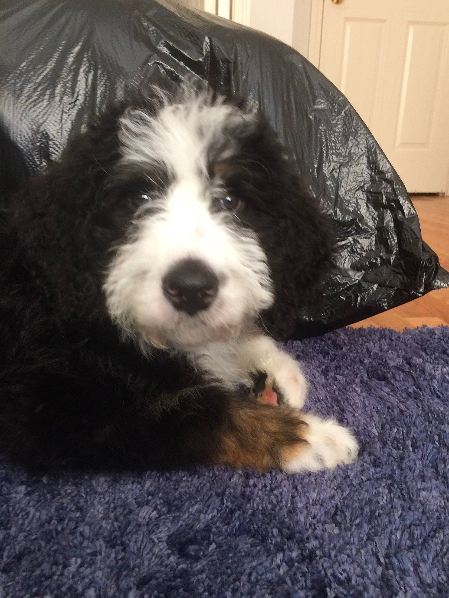 Millie is registered to the contest to win money with this photo: bearded_collie, canidae, carnivore, cavapoo, cockapoo, companion_dog, dog, dog_breed, kyi_leo, mammal, non_sporting_group, petit_basset_griffon_vendeen, portuguese_water_dog, puppy, rare_breed_dog, schnoodle, sporting_group, terrier, tibetan_terrier, vertebrate