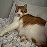 animal, bed, cat, comfort, cozy, cute, domestic, feline, floral_pattern, fur, indoor, orange_and_white, pet, pillow, relaxed, resting, sleepy, soft, stretching, whiskers