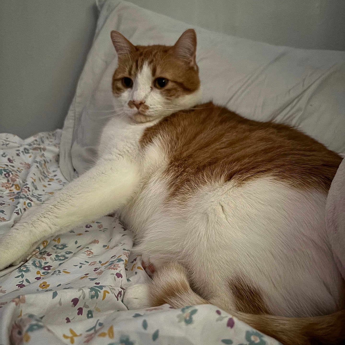 Daz is registered to the contest to win money with this photo: animal, bed, cat, comfort, cozy, cute, domestic, feline, floral_pattern, fur, indoor, orange_and_white, pet, pillow, relaxed, resting, sleepy, soft, stretching, whiskers