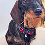 animal_portrait, bell, black_and_brown_fur, bow_tie, chair, close_up, cute, dog, domestic_animal, ears, eyes, furry, indoor, looking_up, nose, pet, sitting, small_dog, whiskers, wire_haired_dachshund