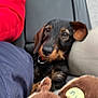 animal, black_dog, brown_dog, car_seat, closeup, collar, cushion, dog, ears, eyes, fur, indoor, person, pet, plush_toy, red_jacket, resting, seatbelt, small_dog, snout
