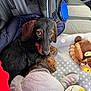animal, black_and_brown, blanket, car_interior, car_seat, cozy, cute, dog, fur, indoors, jacket, looking_up, pet, plush_toy, puppy, resting, seatbelt, small_dog, soft_texture, toy