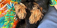 Victoire participe au concours pour gagner de l'argent avec cette photo : animal, black_and_brown, closeup, colorful_clothing, cozy, cute, dachshund, dog, fur, human_arm, indoor, pattern, paw, pet, puppy, relaxing, resting, sleeping, soft, tropical