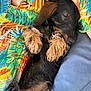 animal, black_and_brown, closeup, colorful_clothing, cozy, cute, dachshund, dog, fur, human_arm, indoor, pattern, paw, pet, puppy, relaxing, resting, sleeping, soft, tropical