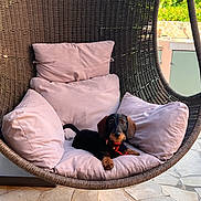 Victoire participe au concours pour gagner de l'argent avec cette photo : animal, cushion, cute, dachshund, dog, furniture, garden, hanging_chair, outdoor, pet, pet_accessory, pillow, puppy, red_collar, relaxing, resting, small_dog, stone_floor, sunlight, woven_chair