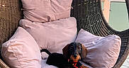Victoire participe au concours pour gagner de l'argent avec cette photo : animal, cushion, cute, dachshund, dog, furniture, garden, hanging_chair, outdoor, pet, pet_accessory, pillow, puppy, red_collar, relaxing, resting, small_dog, stone_floor, sunlight, woven_chair