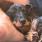 Victoire a rejoint le concours — aidez-le/la à gagner de superbes lots ! adorable, animal, black_and_tan, close_up, comfort, companion, cozy, cuddle, cute, dog, friendship, fur, human_arm, indoor, paw, pet, relaxation, resting, sleeping, snuggle