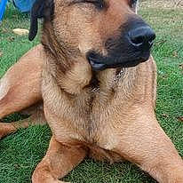 Lancelot a rejoint le concours — aidez-le/la à gagner de superbes lots ! ancient_dog_breeds, carnivore, companion_dog, dog, dog_breed, fawn, fur, german_shepherd_dog, grass, guard_dog, paw, plant, snout, street_dog, tail, terrestrial_animal, whiskers, working_dog