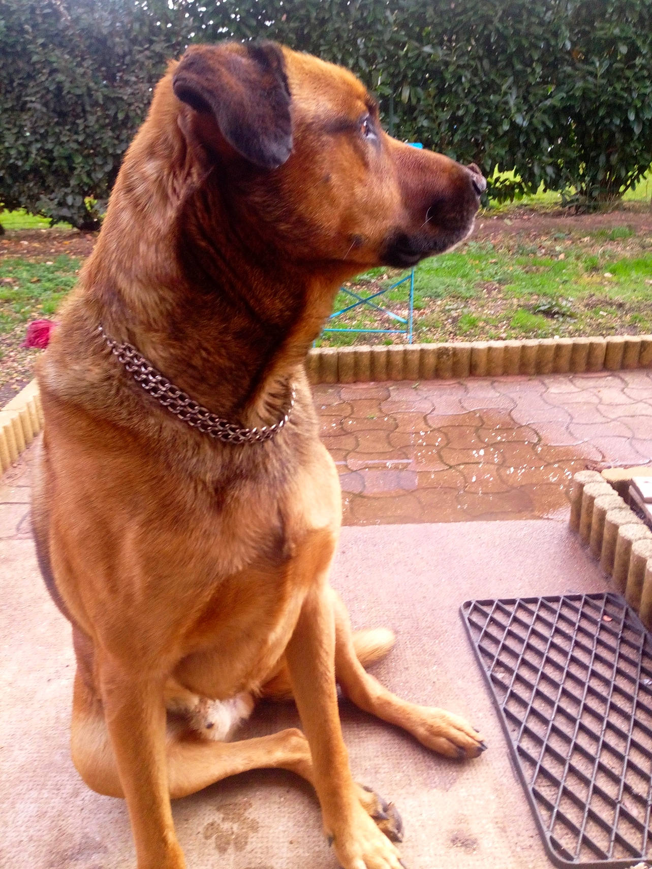 Lancelot participe au concours pour gagner de l'argent avec cette photo : ancient_dog_breeds, carnivore, collar, companion_dog, dog, dog_breed, dog_collar, fawn, fur, grass, liver, pet_supply, plant, sporting_group, terrestrial_animal, working_animal, working_dog