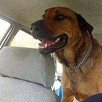 Lancelot participe au concours pour gagner de l'argent avec cette photo : canidae, car, car_seat, carnivore, collar, companion_dog, dog, dog_breed, dog_collar, fawn, fur, guard_dog, paw, pet_supply, snout, sporting_group, vehicle, whiskers, working_animal, working_dog