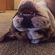 Mojo is registered to the contest to win money with this photo: animal, brown, bulldog, carpet, close_up, cute, dog, domestic_dog, face, funny, fur, indoor, lying_down, mouth_open, pet, relaxed, teeth, tongue, upside_down, white