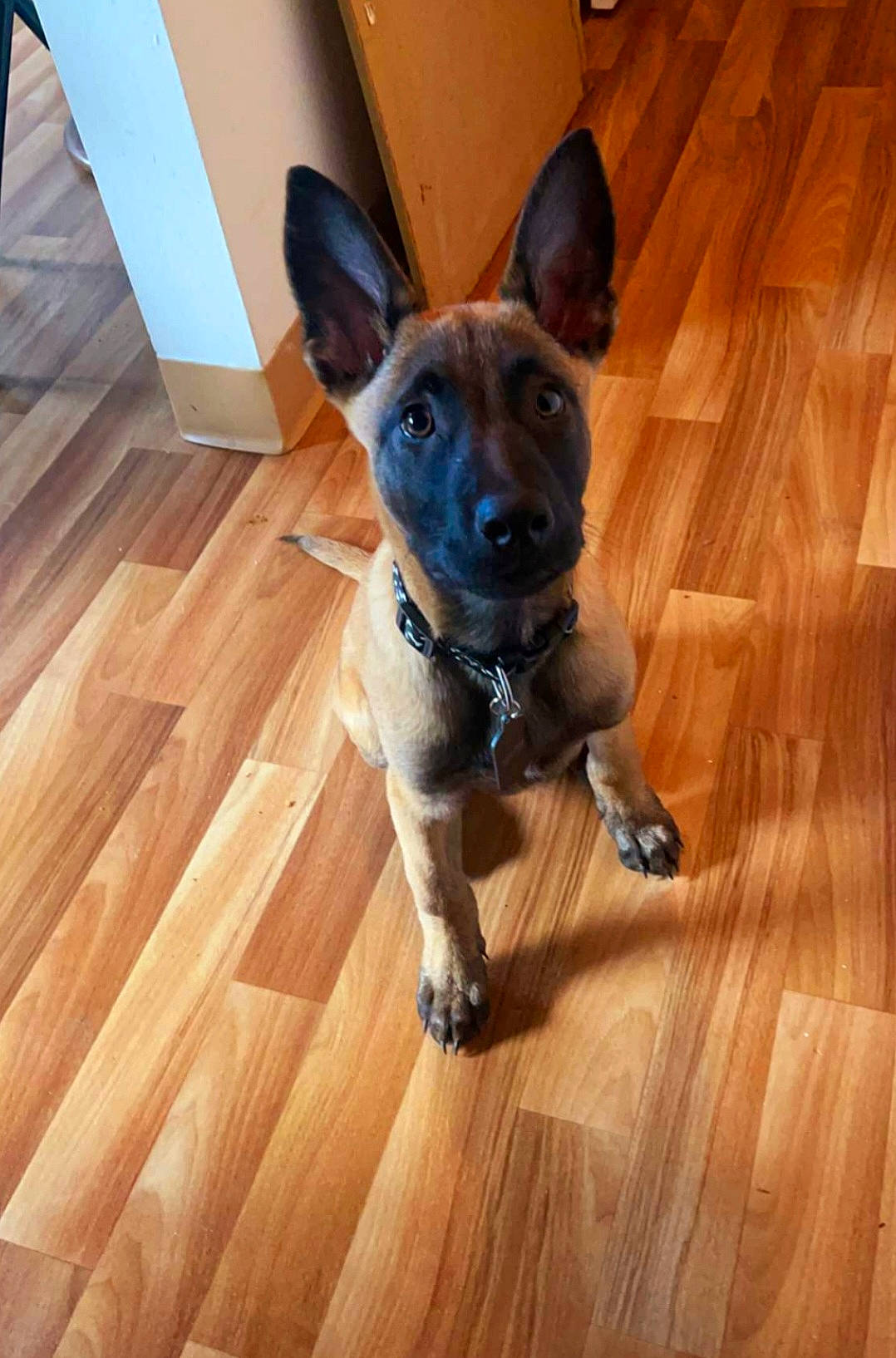 Lucky is registered to the contest to win money with this photo: carnivore, collar, companion_dog, dog, dog_breed, dog_collar, fawn, floor, flooring, hardwood, laminate_flooring, plank, snout, tail, toy_dog, varnish, whiskers, wood, wood_stain, working_animal