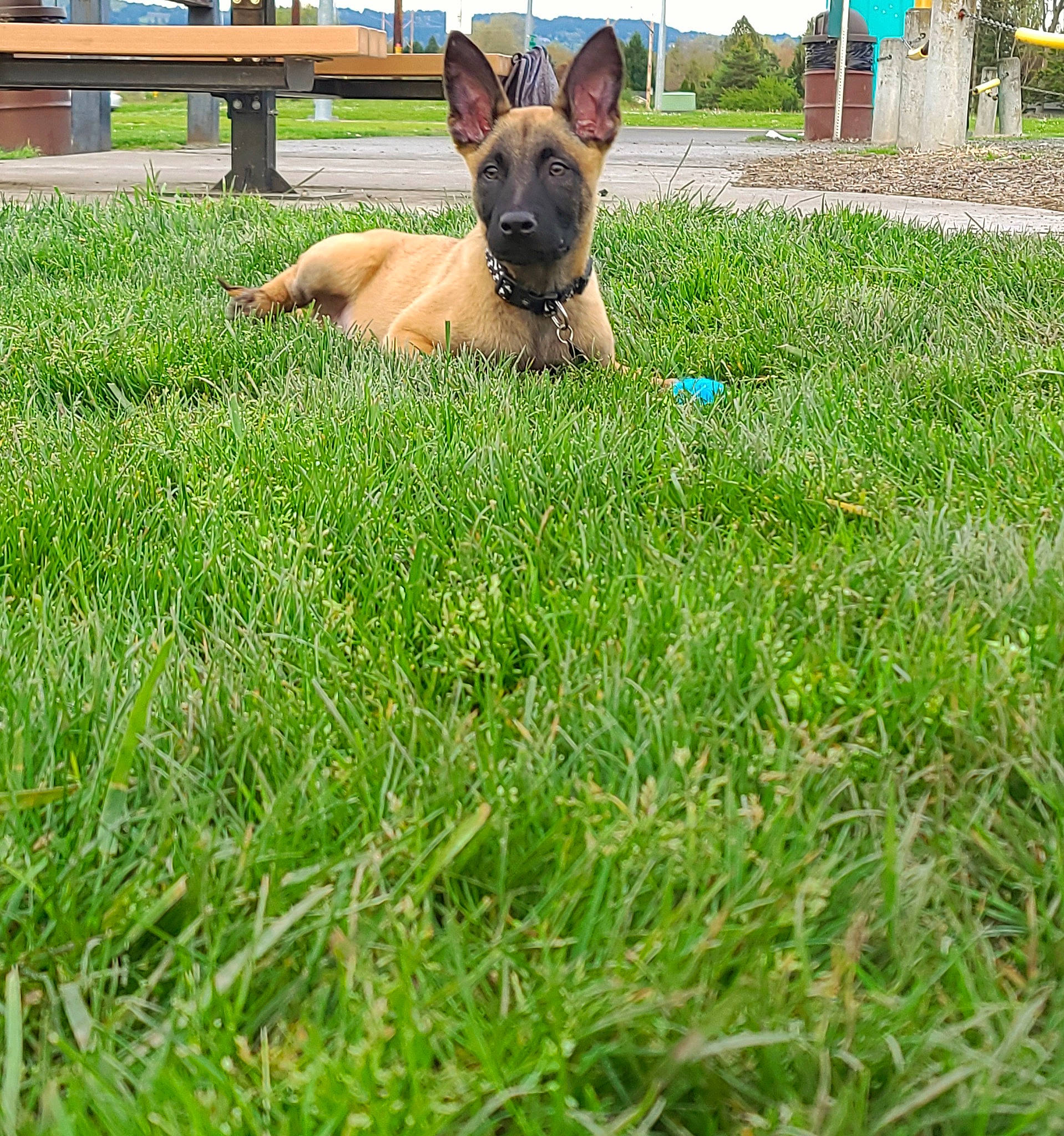 Lucky joined the competition — help win amazing prizes! canidae, carnivore, collar, companion_dog, dog, dog_breed, dog_supply, fawn, grass, grassland, groundcover, hat, herding_dog, lawn, pasture, plant, sky, snout, sporting_group, working_dog