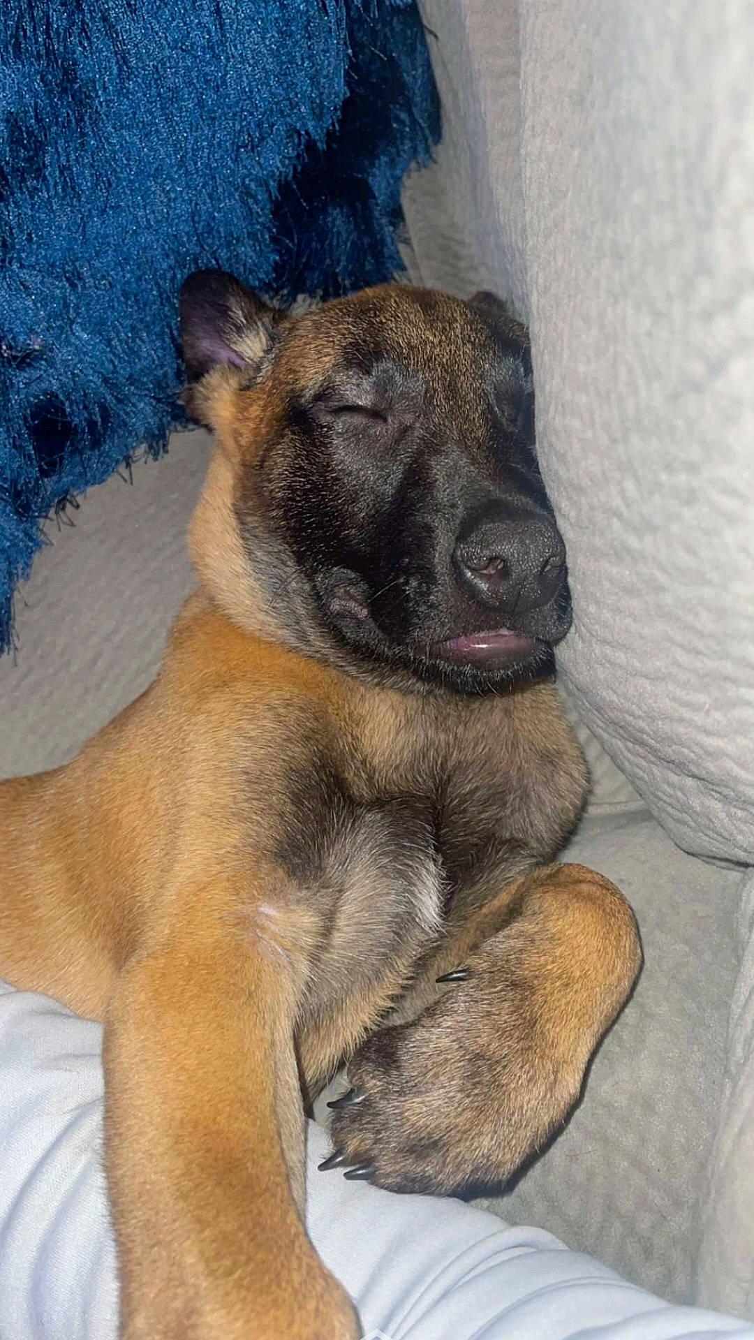 Lucky is registered to the contest to win money with this photo: ancient_dog_breeds, canidae, carnivore, comfort, companion_dog, dog, dog_breed, fawn, foot, fur, guard_dog, non_sporting_group, paw, snout, sporting_group, terrestrial_animal, whiskers, working_animal, working_dog, wrinkle