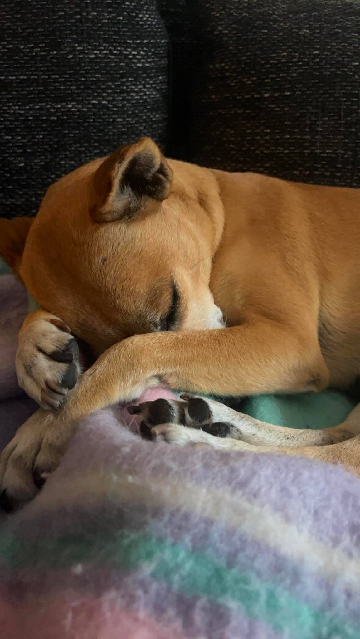 Alinga participe au concours pour gagner de l'argent avec cette photo : canidae, carnivore, comfort, companion_dog, dog, dog_breed, fawn, fur, nap, non_sporting_group, paw, sleep, snout, sporting_group, terrestrial_animal, whiskers, wildlife