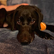 Klaus joined the competition — help win amazing prizes! animal, bed, black_dog, blanket, canine, closeup, companion, cozy, dog, domestic_animal, eyes, face, fur, indoor, lying_down, nose, orange_ball, paw, pet, resting