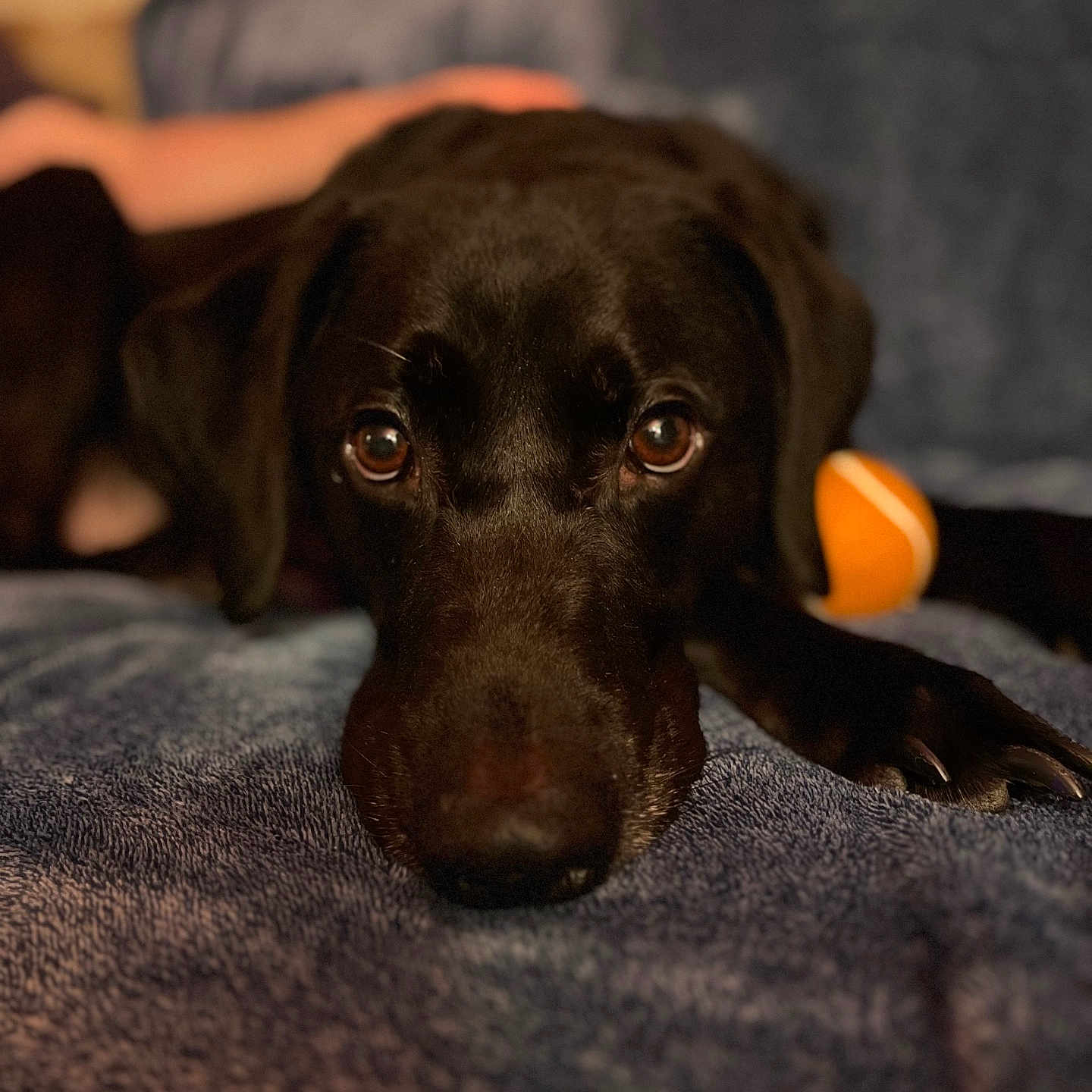Klaus