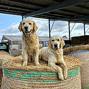 Naika participe au concours pour gagner de l'argent avec cette photo : dog, golden_retriever, hay_bale, barn, farm, animal, canine, outdoor, muddy, resting, two_dogs, rural, pet, fur, muzzle, ears, snout, grass, sky, cloudy