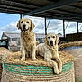 dog, golden_retriever, hay_bale, barn, farm, animal, canine, outdoor, muddy, resting, two_dogs, rural, pet, fur, muzzle, ears, snout, grass, sky, cloudy