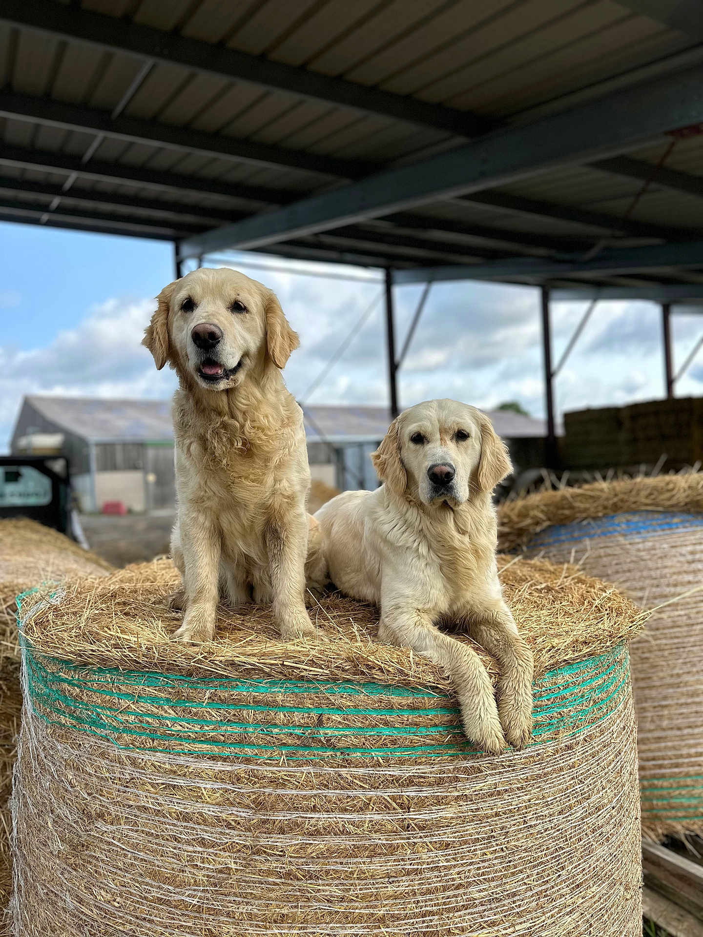 Naika participe au concours pour gagner de l'argent avec cette photo : dog, golden_retriever, hay_bale, barn, farm, animal, canine, outdoor, muddy, resting, two_dogs, rural, pet, fur, muzzle, ears, snout, grass, sky, cloudy